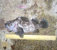 ムラソイの釣果