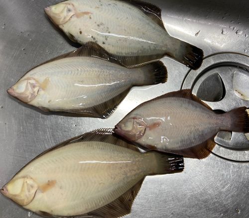 クロガシラガレイの釣果