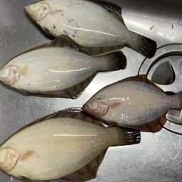 クロガシラガレイ