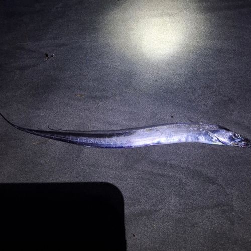 タチウオの釣果