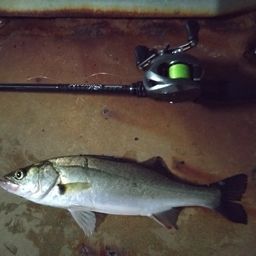 セイゴ（マルスズキ）