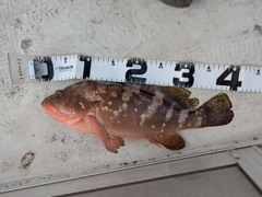 キジハタの釣果