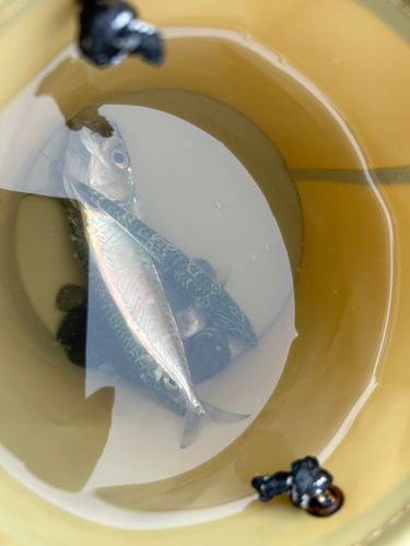 サバの釣果