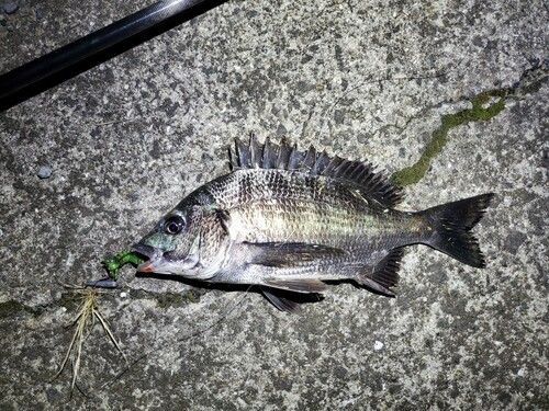 チヌの釣果