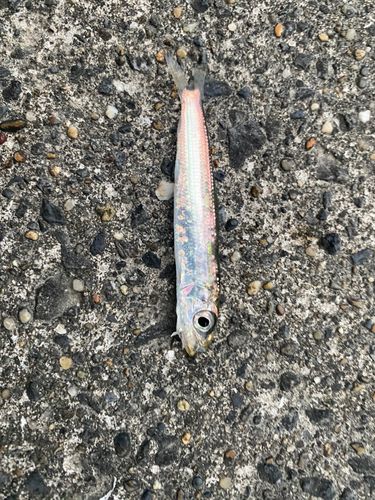 マイワシの釣果