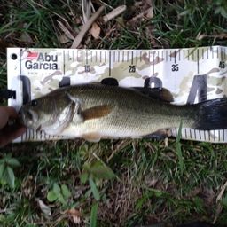 ラージマウスバス