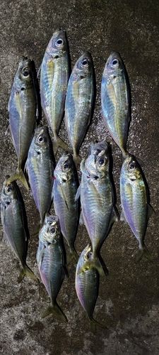 アジの釣果