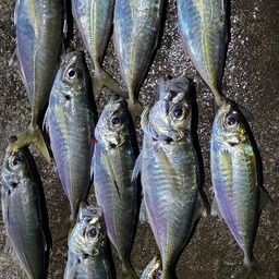 アジ