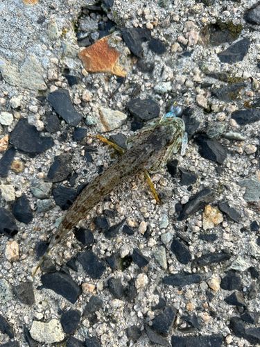 アナハゼの釣果