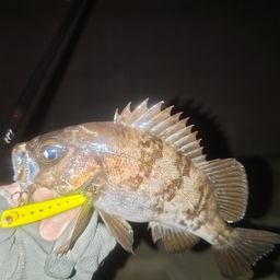 メバル