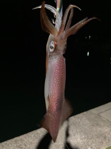 ヤリイカの釣果