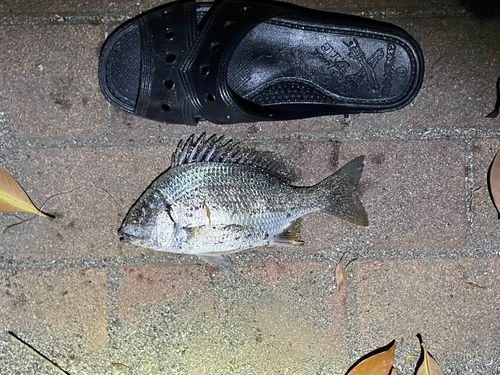 キビレの釣果