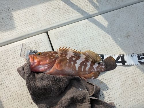 キジハタの釣果