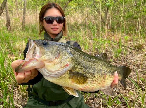 ブラックバスの釣果