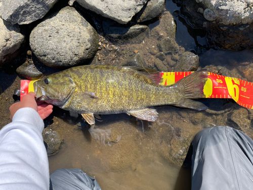 スモールマウスバスの釣果