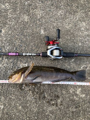 アイナメの釣果
