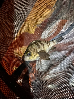 アカメバルの釣果