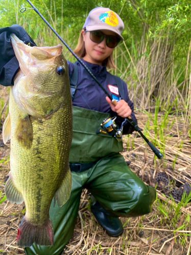 ブラックバスの釣果