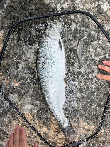 サクラマスの釣果