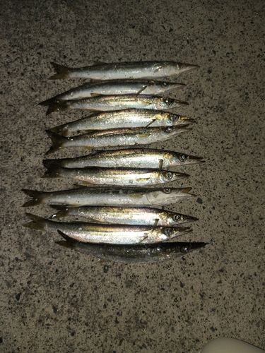 カマスの釣果