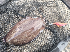 モンゴウイカの釣果