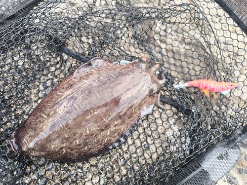モンゴウイカの釣果