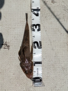 イネゴチの釣果