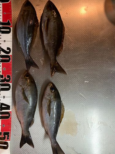 イサキの釣果