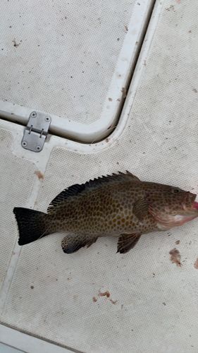 オオモンハタの釣果