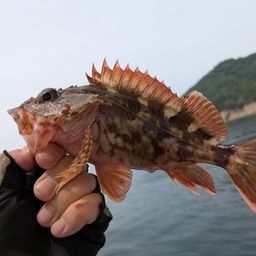 カサゴ