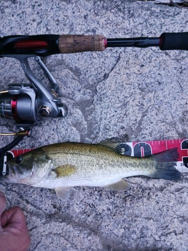 ラージマウスバスの釣果