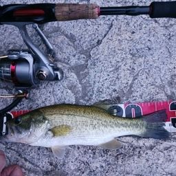 ラージマウスバス