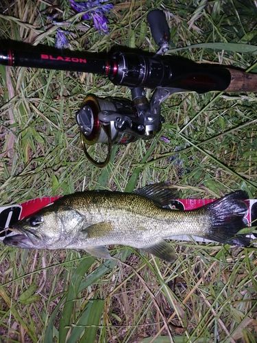 ラージマウスバスの釣果