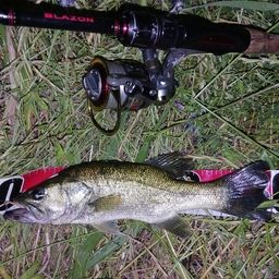 ラージマウスバス