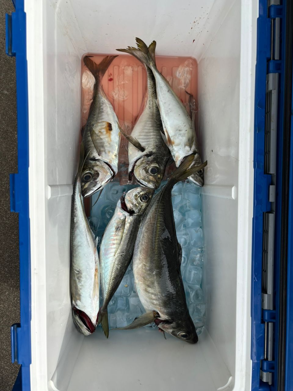 アングラー　fujiさんの釣果 1枚目の画像