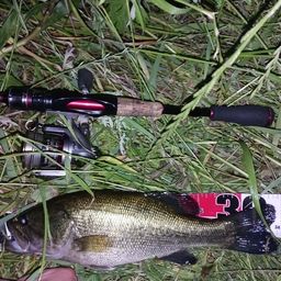 ラージマウスバス