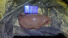 コウイカの釣果