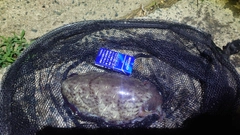 モンゴウイカの釣果