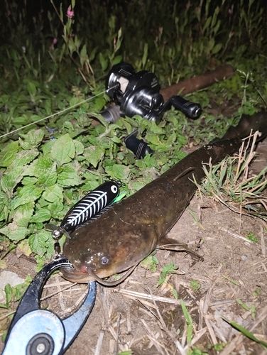 ナマズの釣果