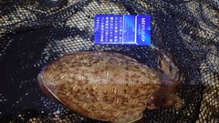 モンゴウイカの釣果