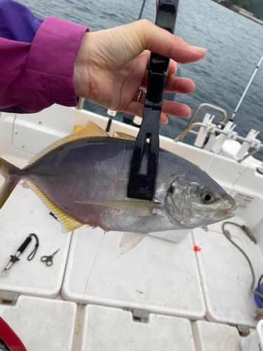 シマアジの釣果