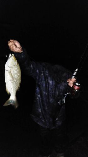 タマンの釣果