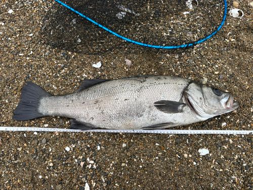 ヒラスズキの釣果