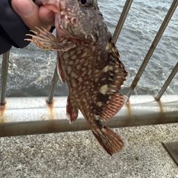カサゴ