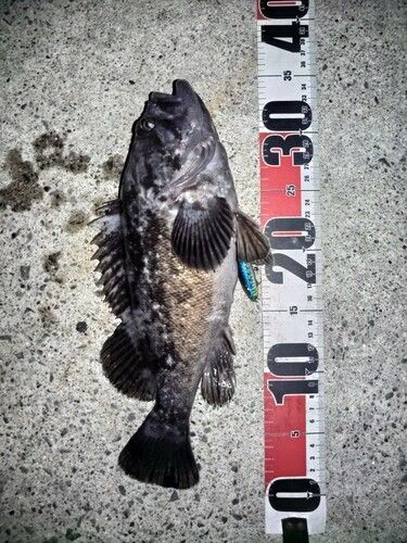 クロソイの釣果
