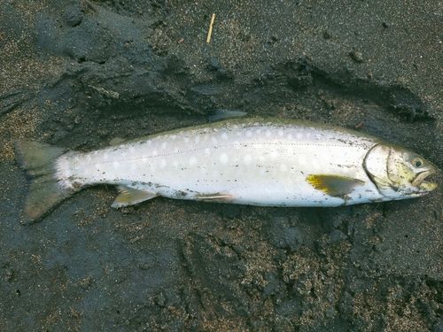 アメマスの釣果