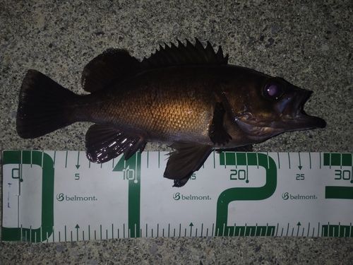 メバルの釣果