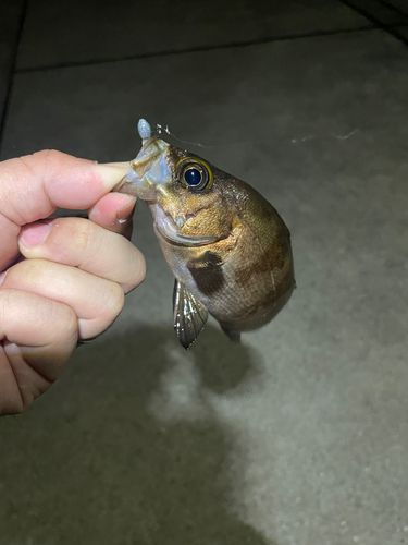 シロメバルの釣果