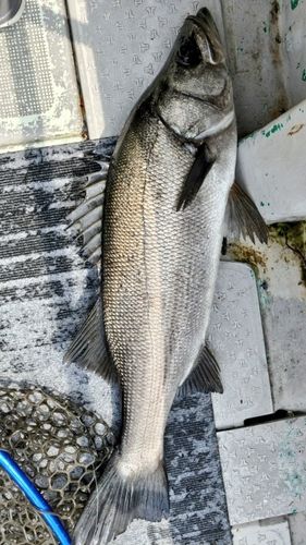 ヒラスズキの釣果
