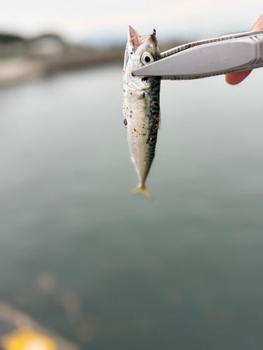 サバの釣果